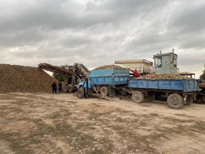 На Коксуском сахарном заводе увеличили мощности приема сахарной свеклы