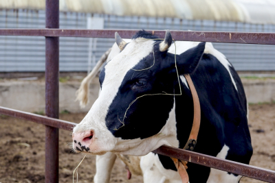 Правительство Новосибирской области поддержит жителей, утративших сельскохозяйственных животных