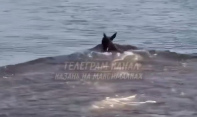На видео сняли лося, который прогулялся по столице Татарстана и искупался в Казанке - видео 24/05/2026 &ndash; Новости