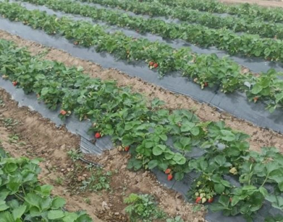 В Ноокенском районе созрел первый урожай клубники