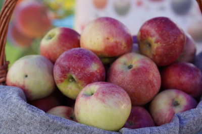 В Алматы началась реализация проекта по восстановлению сорта яблони Апорт