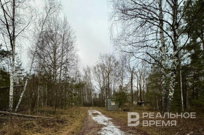 Массовая вырубка деревьев в Казани нанесла ущерб природе на 8 млн рублей