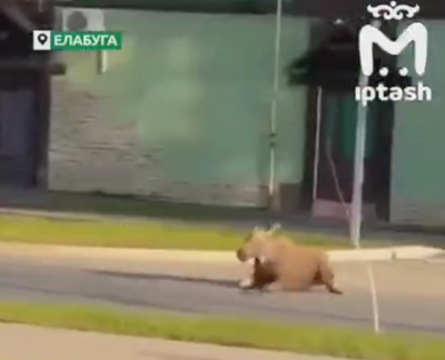 Момент наезда &laquo;Нивы&raquo; на лося в Елабуге попал на видео