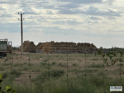 Субсидий на корма не будет: позиция акимата Атырауской области