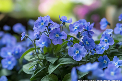 Посадите в апреле &mdash; и в июне участок покроется нежно-голубым бисером. Этот цветок не требует ни полива, ни подкормок