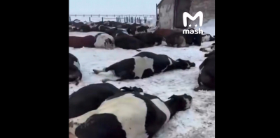 В селах Сибири и Поволжья массово истребляют скот из-за &laquo;липовых&raquo; болезней