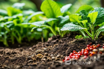 Правительство продлило квоты на экспорт минеральных удобрений