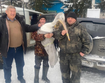 В Бурабае спасли обессиленного пеликана