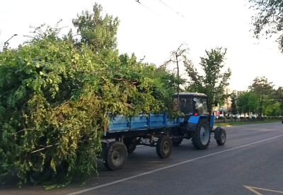 Общественность возмущена обрезкой здоровых зеленых веток деревьев в Алматы