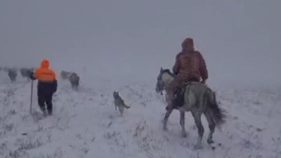 Пастух потерялся во время метели в Актюбинской области (видео)