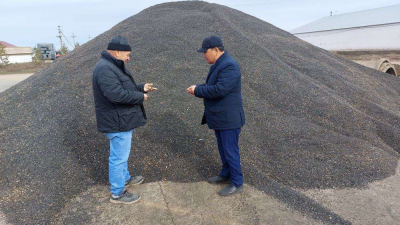 Масличные культуры требуют инвестиций