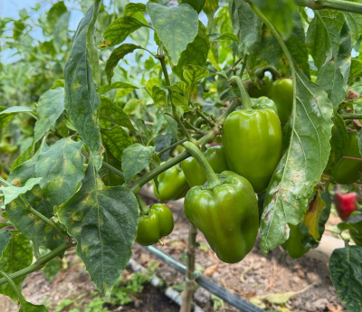 В Араване началась продажа перца сорта "Феррари"