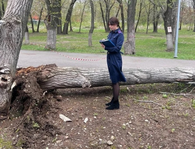 Трагедия в Самаре: дерево рухнуло на двух школьниц, одна погибла