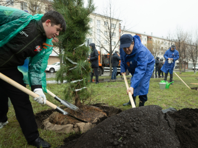 Метшин лично высадил 40 кедров у Северного вокзала в Казани